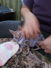 Antumn-ropa de invierno para gatos abrigo de suéter Katten para perros, disfraz de gato para perros pequeños, Chihuahua, Pugs, Bulldog francés