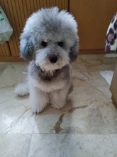 Fenice profesional JP440c 7 pulgadas de alta calidad para mascotas tijeras de peluquería canina curva adelgazamiento tijeras adelgazamiento de 25%