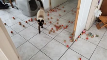 10 Uds EVA colorido pelota juguete para gato juguetes interactivos para gatos jugar a masticar juguete rasguño bola de espuma Natural suministros para entrenamiento de mascotas