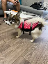 Chaleco Salvavidas para perro, chaqueta Salvavidas para mascota, ropa de seguridad, traje de baño para mascotas, Chaleco de seguridad para verano