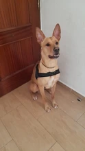 No-¡perro arnés reflectante ajustable de franela acolchada pequeño, mediano y grande arnés tipo chaleco para perro fácil para caminar de formación