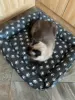 Изображение товара 4