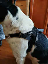 Arnés ajustable para perros medianos y grandes, chaleco reflectante de entrenamiento para caminar, sin tirones, para mascotas