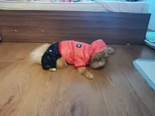 Coat Dogs-Clothing Dot-Pattern Winter Hooded Pet-Dogs New Xl To High-Quality