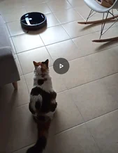 Robot-Vacuum-Cleaner Suction Mopping-Disinfect Smart-Memory Liectroux C30b Navigation-Wifi-App