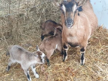 10-50 Uds álbum tarjetas de Pokemon titular de la página de álbum comercial juego de tarjetas YuGiOh colección transparente carpeta cubierta de la tarjeta de almacenamiento