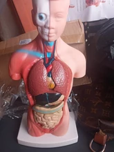 Torso humano cuerpo modelo de anatomía, anatómico médico los órganos internos para la enseñanza Dropshipping. Exclusivo.