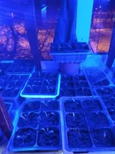 Phyto-Lamp Grow-Light Flower Seedlings Goodland USB Full-Spectrum For Plants LED 