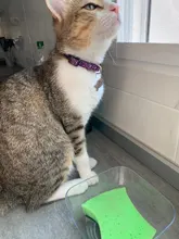 Collar de seguridad para gato, Collar de gatito personalizado de liberación rápida, Collar para gatos con campana para cachorro gatito