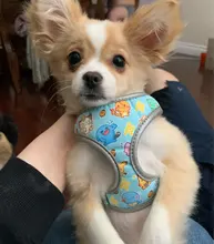 Arnés para perro o gato reflectante personalizado, chaleco para mascota, conjunto de correa ajustable para caminar para cachorro, perros medianos y pequeños, suministros para mascotas Chihuahua