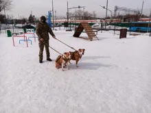 Vest Pouches Pet-Harness Dogs No-Pull Training Molle Military Hiking Tactical Large Medium