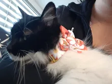 Dog-Accessories Collars Engraved Pet-Puppy Printed Custom Personalized Fashion Nylon