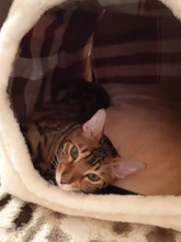 CAWAYI KENNEL Dog Pet House Products Dog Bed For Dogs Cats Small Animals cama perro hondenmand