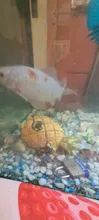 Aquarium-Decoration Shrimp Nest Fish-Tank-Decor Pineapple-House Comic-Plants Fish Hiding
