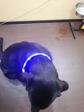 Pet-Supplies Leash Dog-Accessories Led-Collar Flashing Small Dog Night-Safety Rechargeable