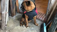 Ropas impermeables para perro para perros pequeños de invierno cálido abrigo para perros ropa de perro grande cachorro Pug chaleco Bulldog francés chaqueta para Chihuahua