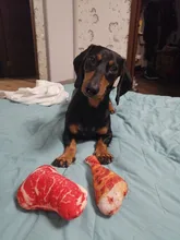 Dog Toys Bite Resistant Cotton Chewing Toy Puppy Interactive Tiny Toys Vegetable Drumstick