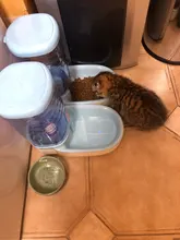 3.8L Pet Cat Automatic Feeders Large Capacity Cat Water Fountain Plastic Dog Water Bottle