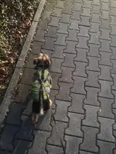 De invierno para mascotas ropa de perro francés mascota Bulldog cálido Chaleco con arnés abrigo perro ropa chaleco pequeño mediano para perros