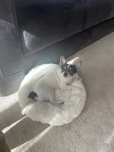 Perrera larga de felpa supersuave para mascotas, saco de dormir redondo, tumbona para casa de gatos, cesta de sofá cálido de invierno para perros pequeños, medianos y grandes