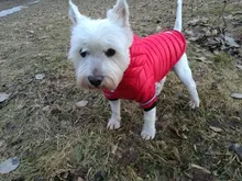 Small Dog Clothes Winter Warm Pet Dogs Coat Jacket Puppy Cat Outdoor Clothing Hoodies