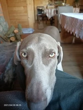 PROSTORMER-Guante de aseo para mascotas, guante de silicona con cepillo de pelo para perros, gatos y otros animales