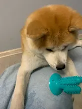 Dental Chew Toys for Dogs Healthy Fresh Puppy Teeth Cleaning Brush Cactus Large Breed