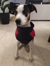 Ropa de invierno para perros, chaleco con cremallera cálido, acolchado e impermeable para mascotas, Carlino y Chihuahua pequeños y medianos