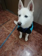 Chaleco impermeable para perros grandes y pequeños, abrigo cálido de invierno para cachorros, ropa para mascotas, 4XL, 5XL, nuevo