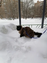 Arnés y correa para cachorros y gatitos, cinturón de tracción ajustable para animales, cuello Halter para gatos y gatitos, sin cartón