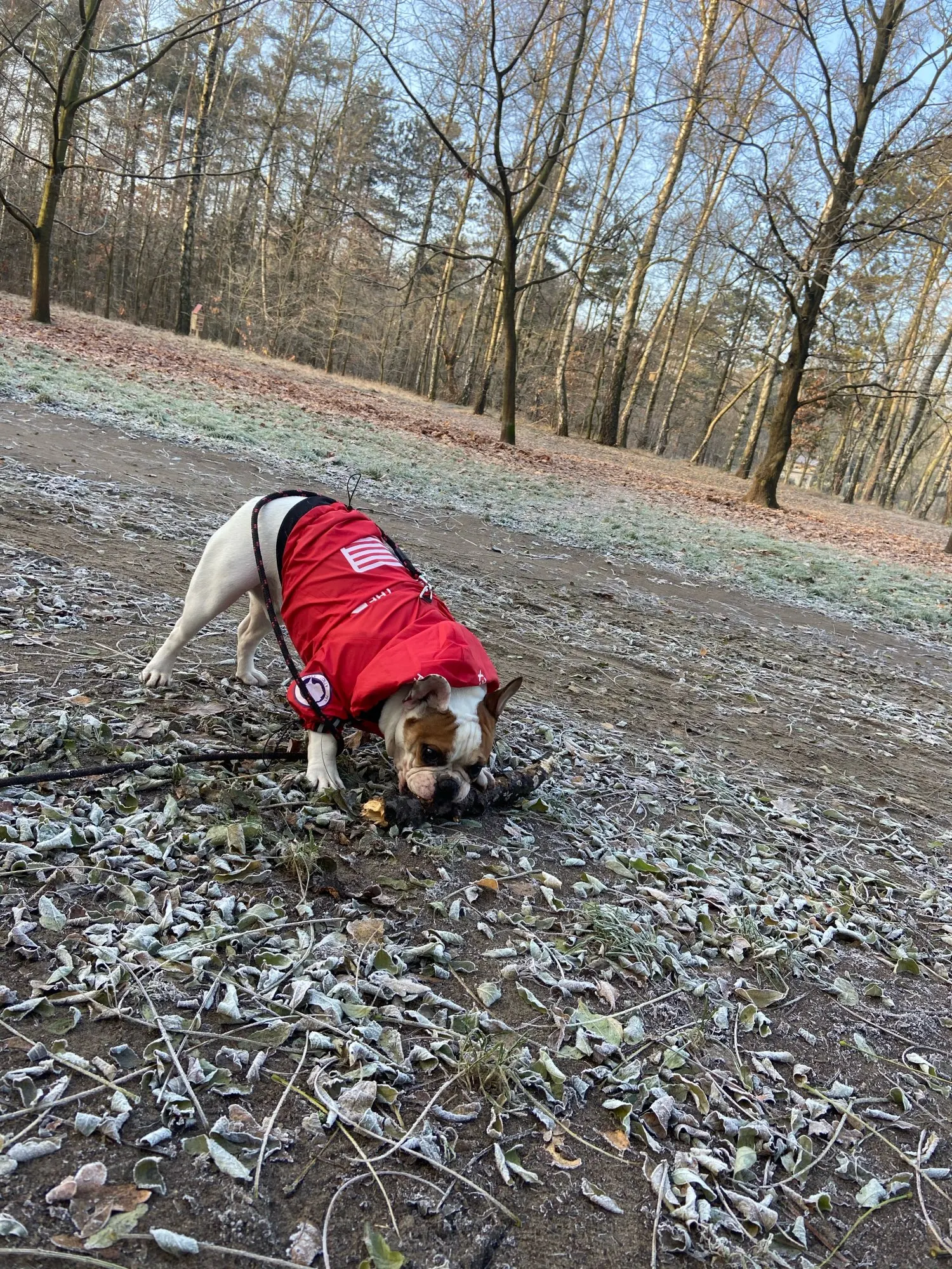 The Dog Face Windbreaker - Red photo review