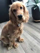 Etiqueta de identificación personalizada para mascotas, colgante con grabado de acero inoxidable, etiquetas de nombres, Collar, personalización gratuita, placa con nombre para perro y gato