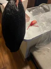 RESHINE-Peluca de cabello liso rizado 13x4, pelucas de cabello humano con encaje frontal Yaki europeo, peluca de cabello humano liso prearrancado