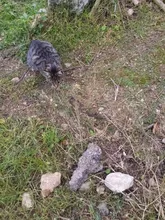 Nuevo lindo Collar campana para gatos Collar de perro Teddy Bomei perro de dibujos animados divertido huella collares lleva Cat accesorios Animal productos