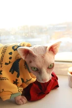 Gato de dibujos animados con capucha suéter Otoño Invierno Gato, ropa para gatos, Katten Kedi jerseys Mascota disfraz para mascotas, gatos traje de ropa