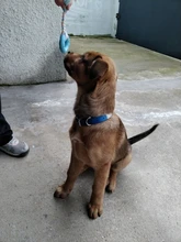 Toy Rubber-Toys Interactive-Training Pet Chew Dog-Bite-Resistant Small for Non-Toxic