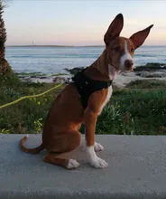 [TAILUP] Envío gratis  productos para mascotas, arnés de perro grande k9, Collar brillante Led para cachorros, chaleco para mascotas, accesorios para mascotas, Chihuahua, Dropship