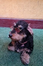 Collar ostentoso de perro de cristales para cachorro, Collar brillante con diamantes de imitación para mascotas, suministros de Perros pequeños S/M/L