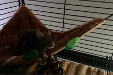 Hamster Hammock Cage House Soft Toys Leaf-Tunnel Warm Small Nest Pet-Toy Forest Ropeway