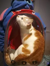 Mochila transparente para transporte de mascotas de gatos y perros, mochila para gatos, mochila para viajes al aire libre, bolsa para mascotas, transpirable, portátil, envío gratuito