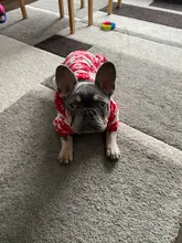 Halloween-Costume Christmas-Dog Hoodies Dogs-Coat Small Chihuahua Winter for Cat