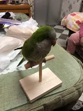 Juguete de madera portátil para formación de loros, mascotas, plataforma de soporte acanalado, juguetes de molienda de patas de pájaros