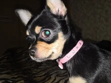 Necklaces-Accessories Collar Puppy-Products Chat Kitten Kota Small Traumdeutung for Pet-Dog