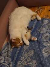 Doll-Pillow Cat-Toy Cat Mint Simulation-Fish Grass-Carp Funny New Pet-Molar