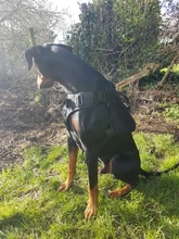 Dog-Harness Loop Dog-Molle-Vest Working Tactical with 2-Metal Buckle Hook Clip Handle