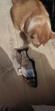 Electronic Cat Toy 3D Fish Electric Simulation Fish Toys for Cats Pet Playing Toy cat