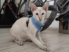 Dog-Harness Pitbull Cats Terrier Truelove Petshop Adjustable Mysudui Black Chihuahua