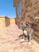 Dog-Chain-Collars Bulldog Pet-Training Stainless-Steel Metal Silver Strong for Large