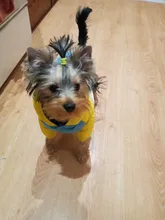 Outfit Jacket Hoodie Dog Warm Waterproof Winter Coat Splice Pet-Puppy 6-Colours 8-Sizes