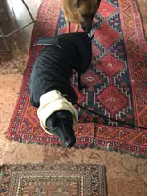 Jacket Clothing Coat Greyhound Waterproof Dog Dogs Large Super-Warm Medium Thick 